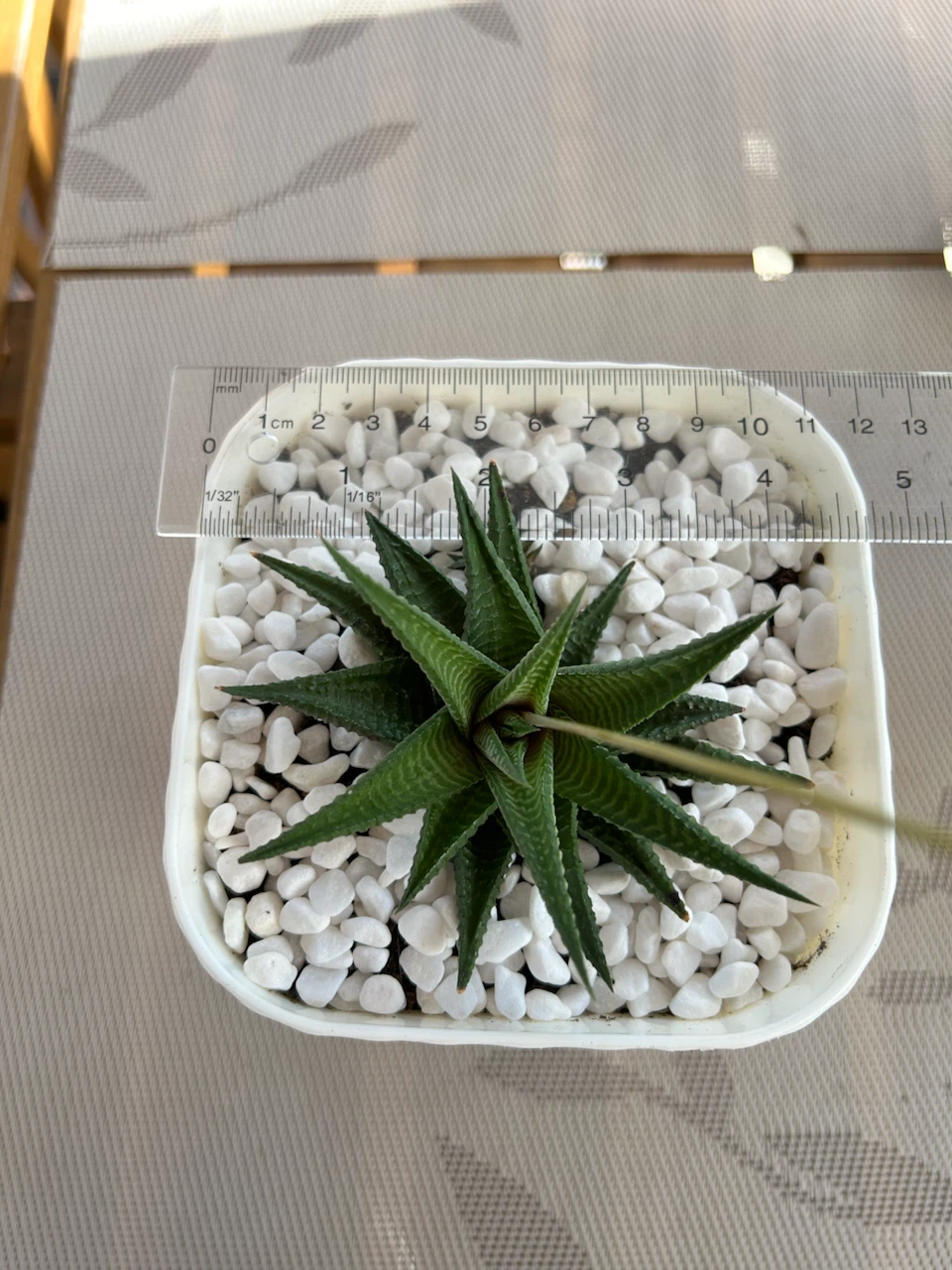 Succulent Plant in White Pot - photo 4