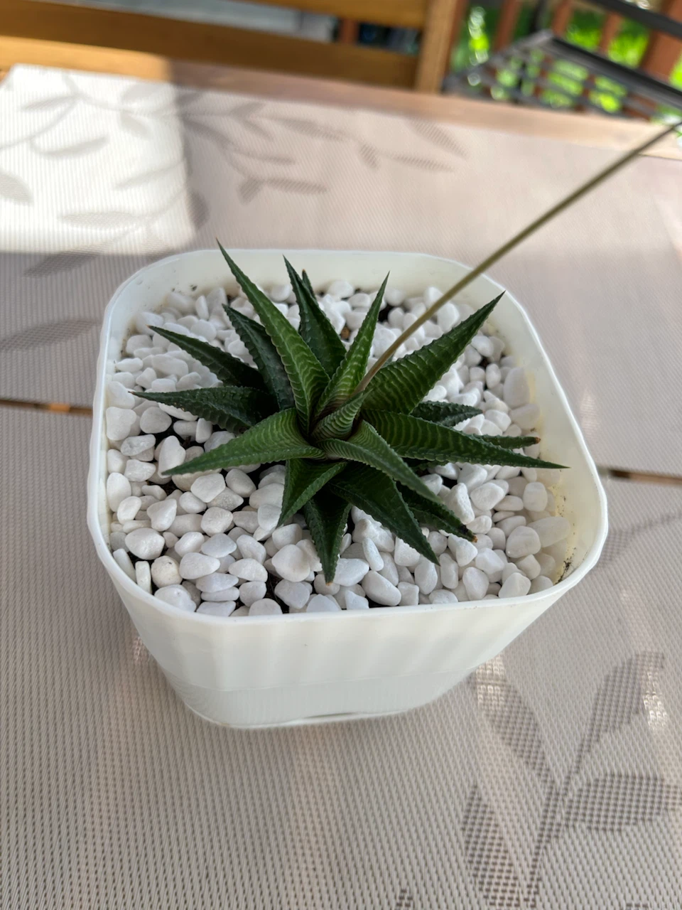 Succulent Plant in White Pot - photo 5