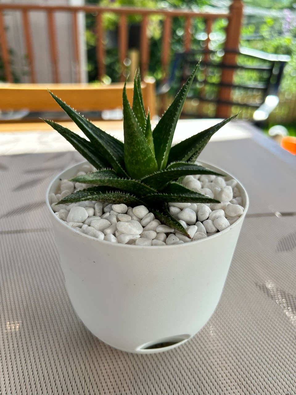 Small Succulent Plant in White Pot