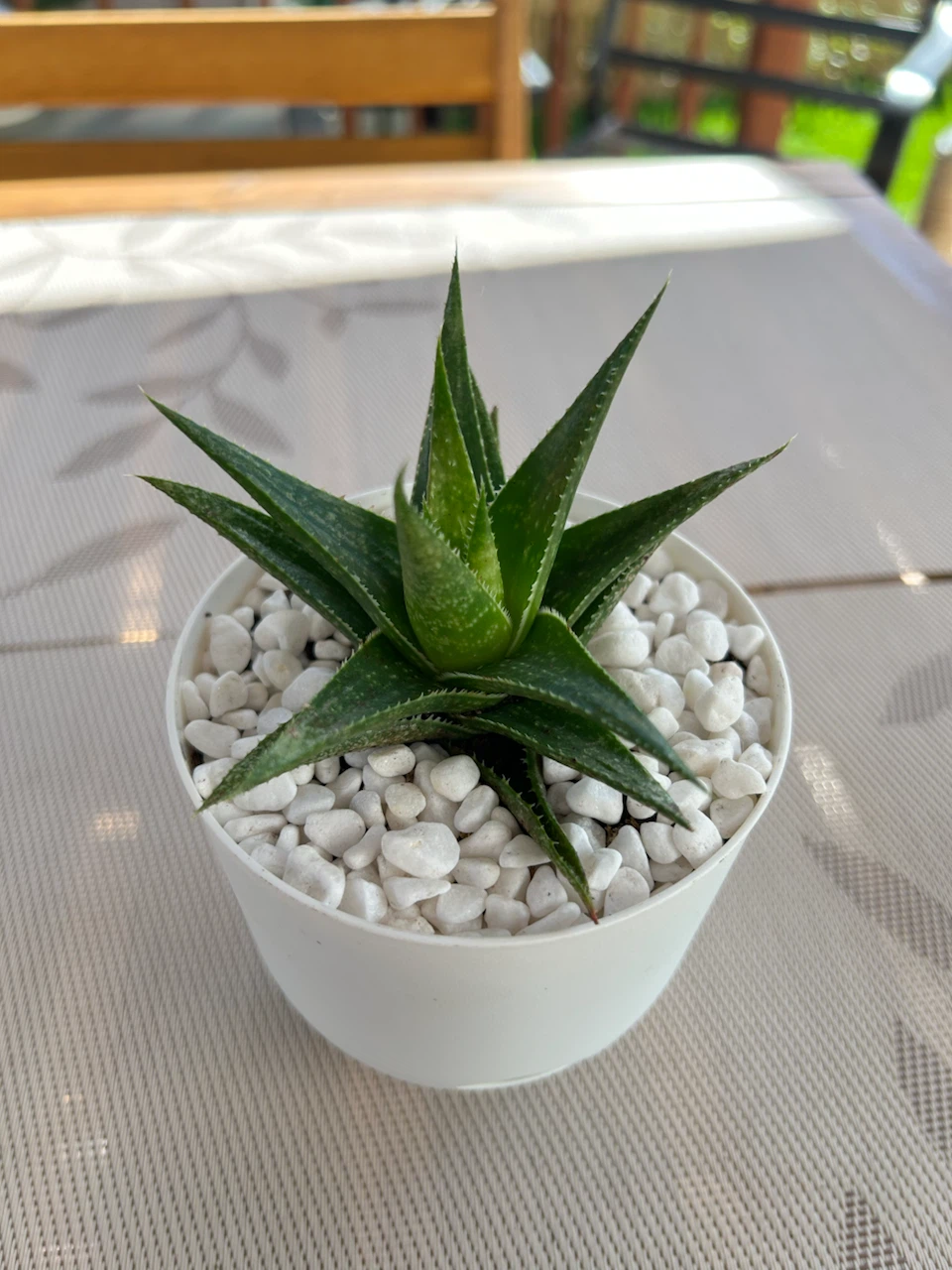 Small Succulent Plant in White Pot - photo 2