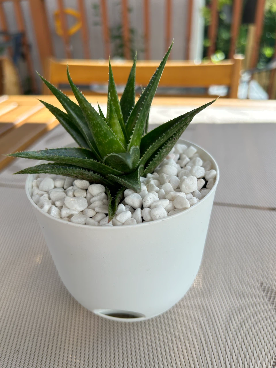 Small Succulent Plant in White Pot - photo 3