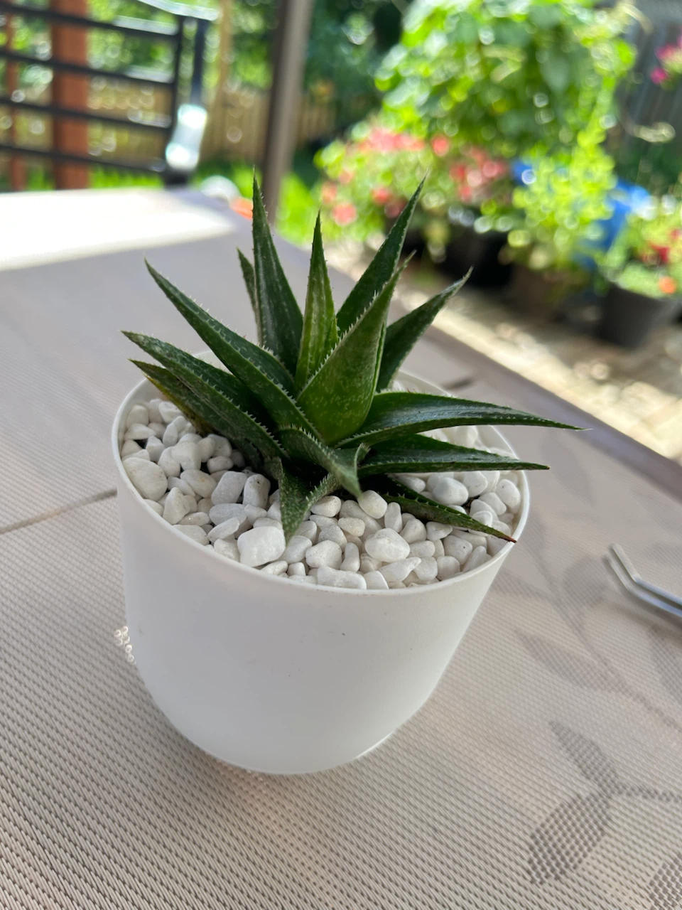 Small Succulent Plant in White Pot - photo 4