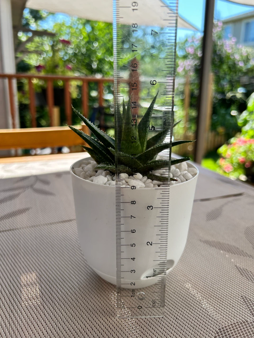 Small Succulent Plant in White Pot - photo 5