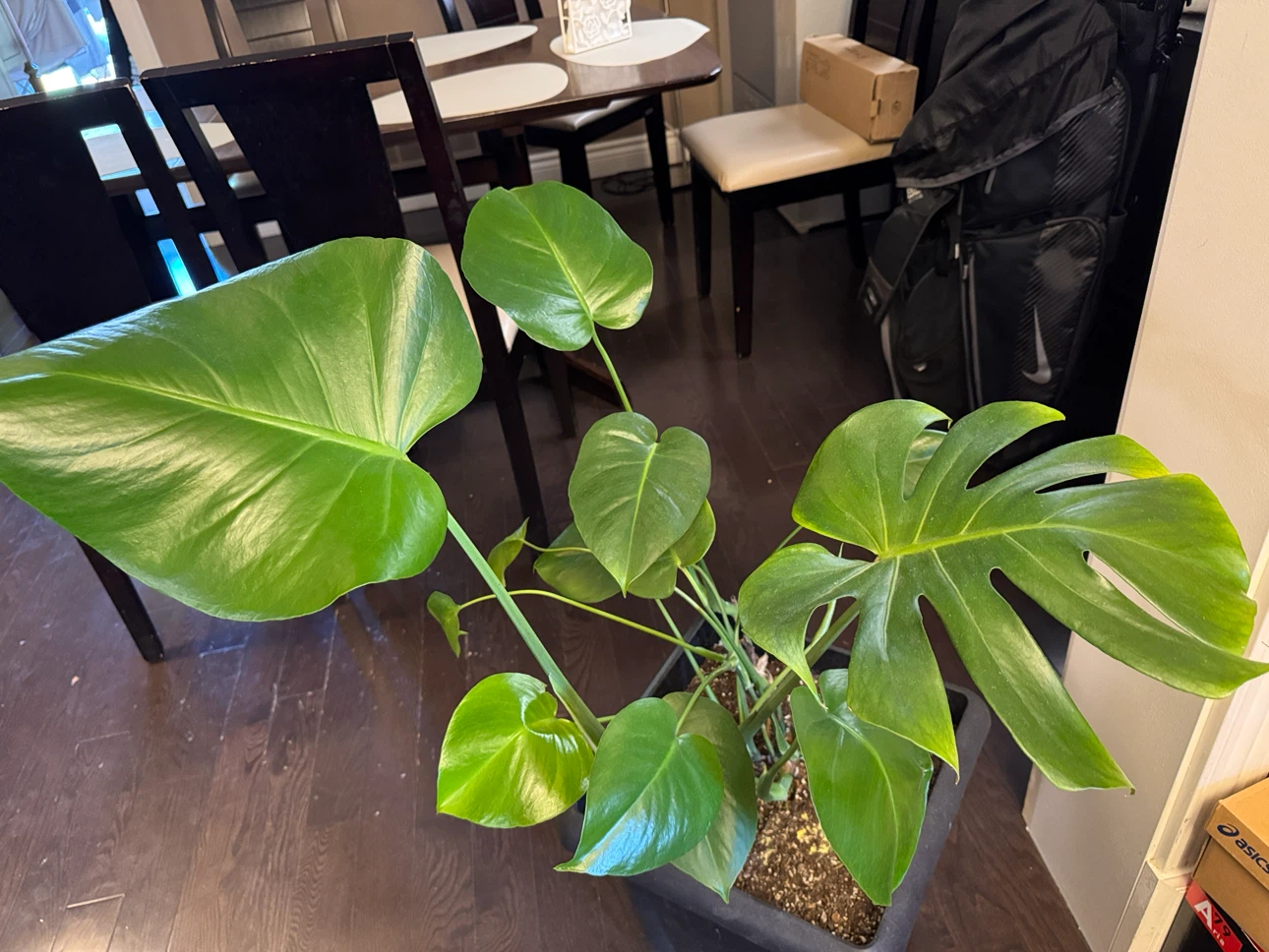 Monstera Deliciosa Houseplant