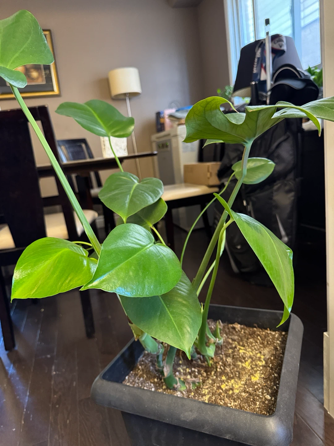 Monstera Deliciosa Houseplant - photo 2