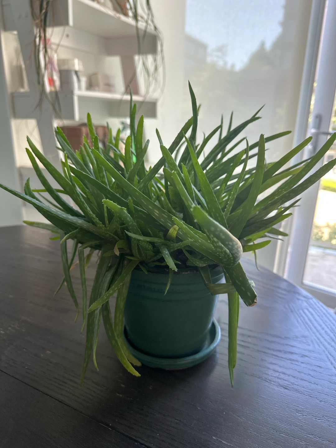 Potted Aloe Vera Plant