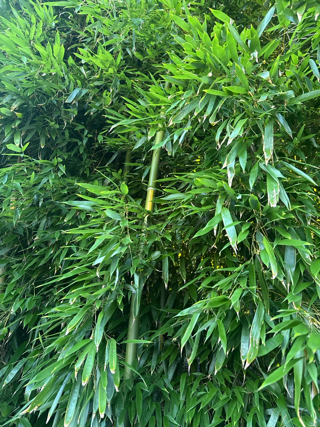 Bamboo Plant Seedlings |