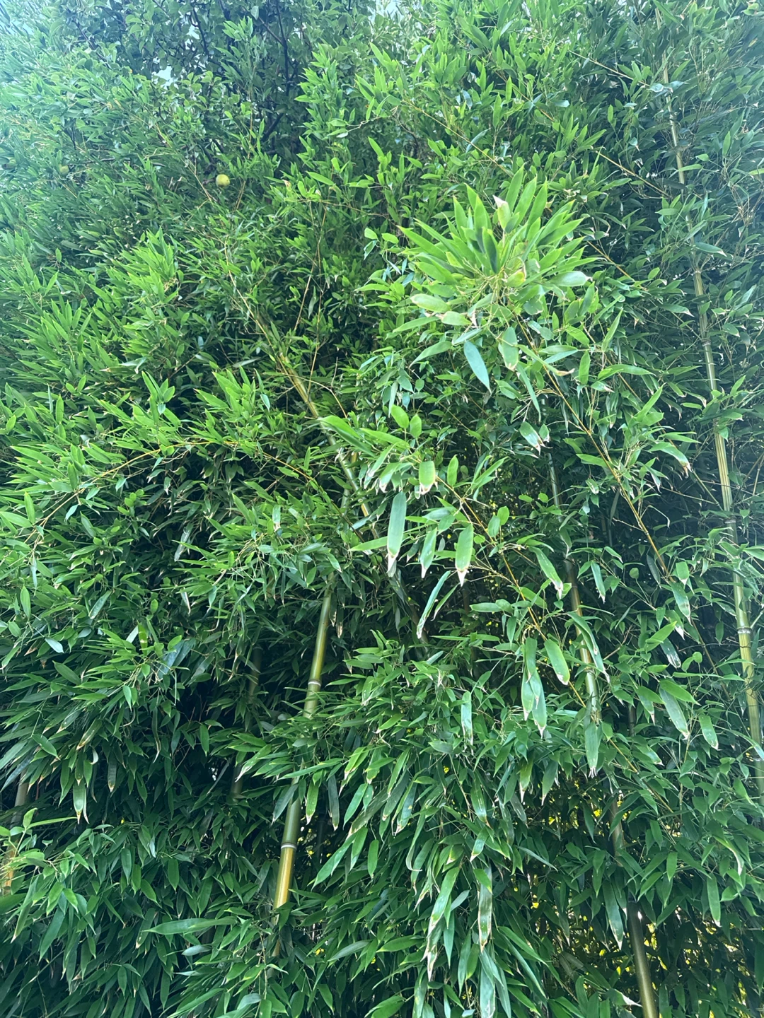 Bamboo Plant Seedlings | - photo 2