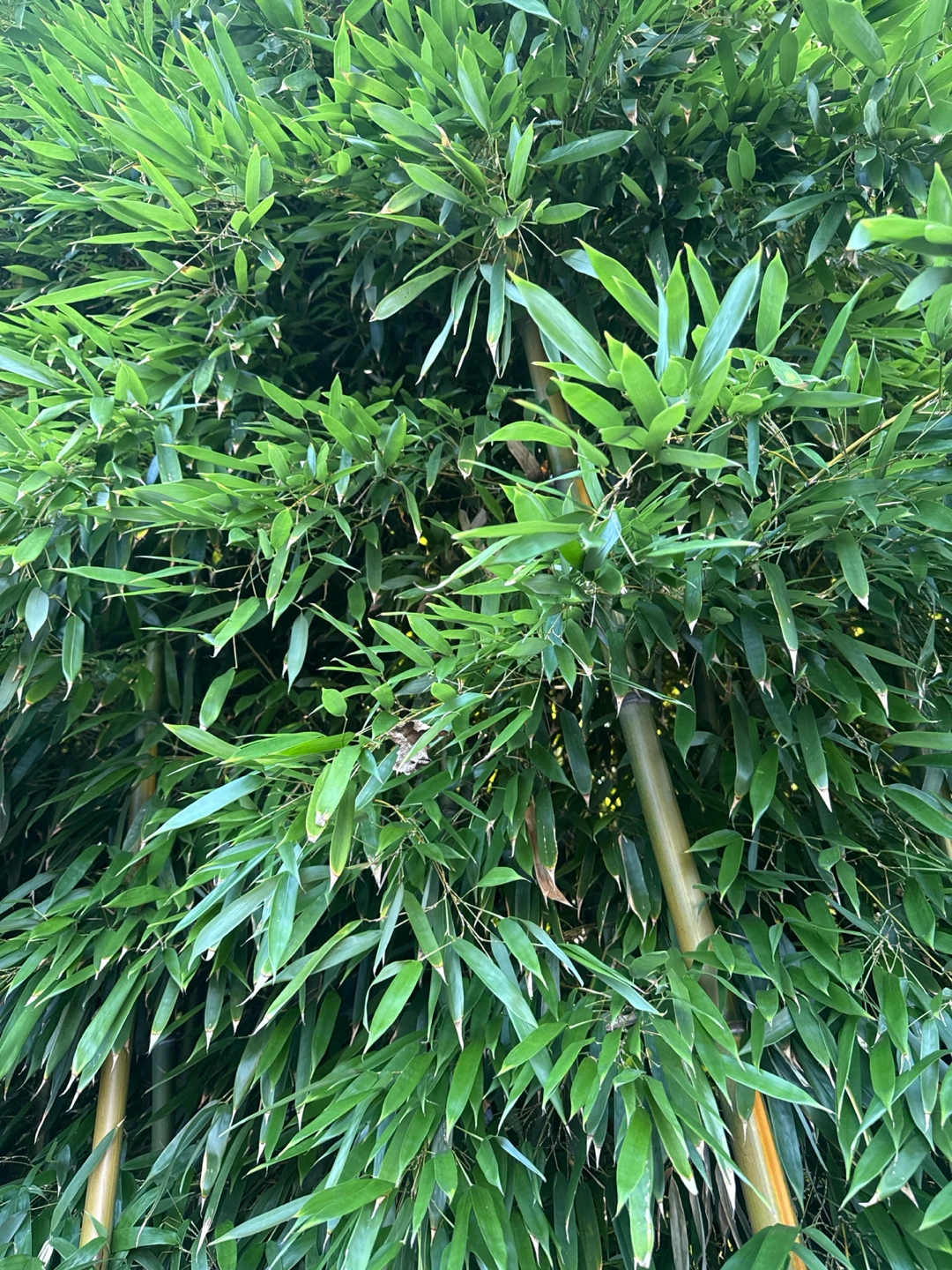 Bamboo Plant Seedlings | - photo 3