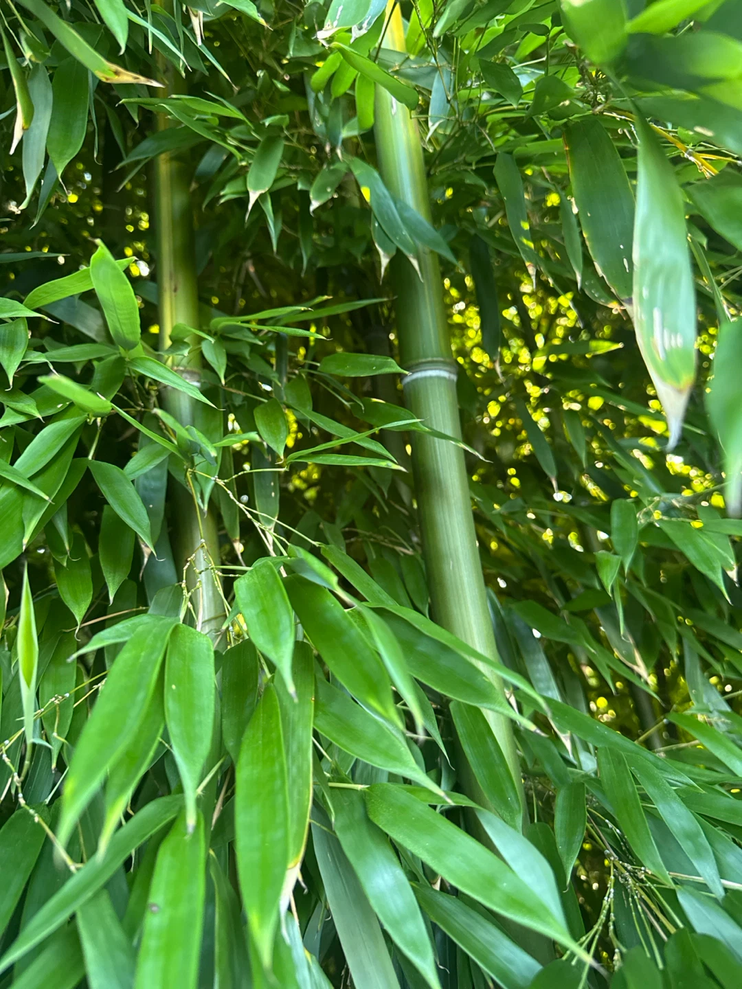 Bamboo Plant Seedlings | - photo 4