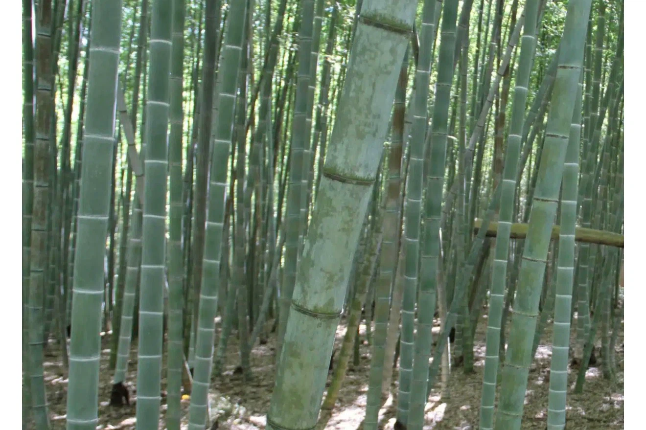 Bamboo Plant Seedlings | - photo 5