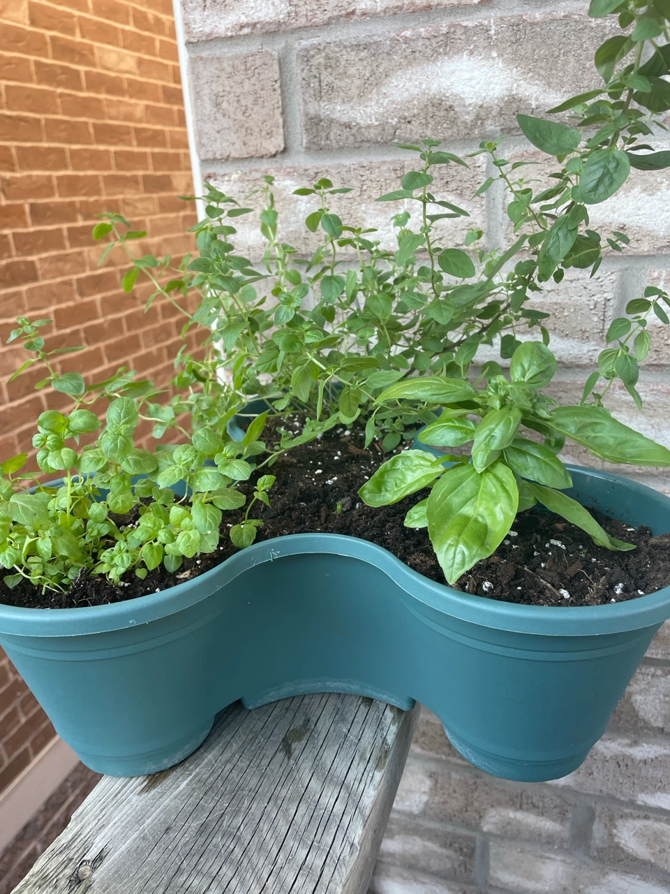 Mixed Herb Planter (Basil, Oregano, Mint)