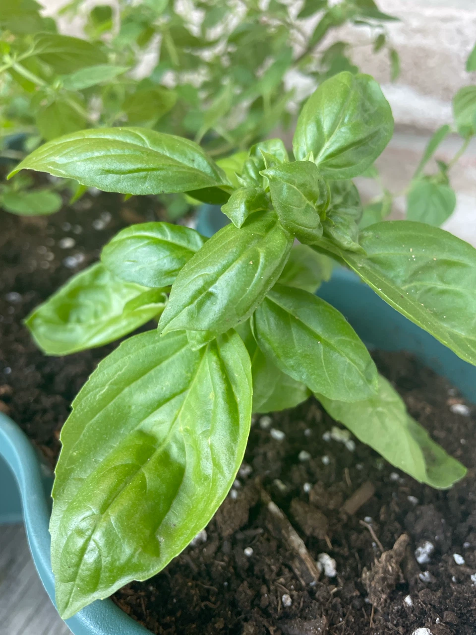 Mixed Herb Planter (Basil, Oregano, Mint) - photo 2