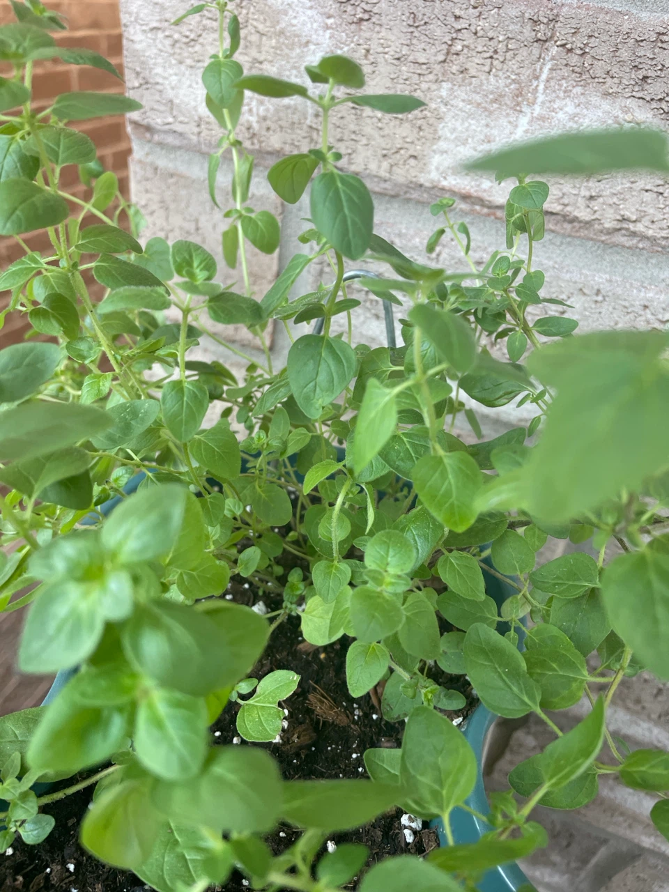 Mixed Herb Planter (Basil, Oregano, Mint) - photo 3