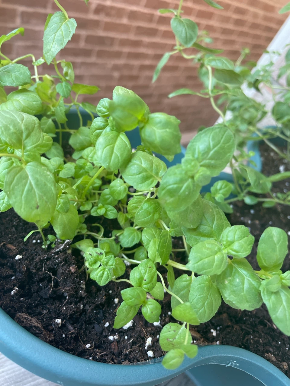 Mixed Herb Planter (Basil, Oregano, Mint) - photo 4