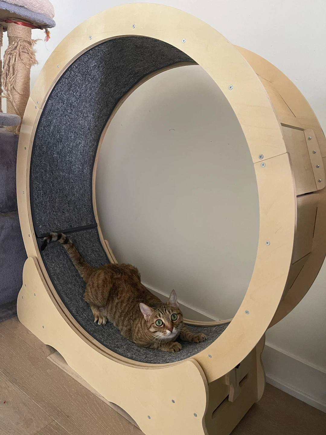 Cat Exercise Wheel