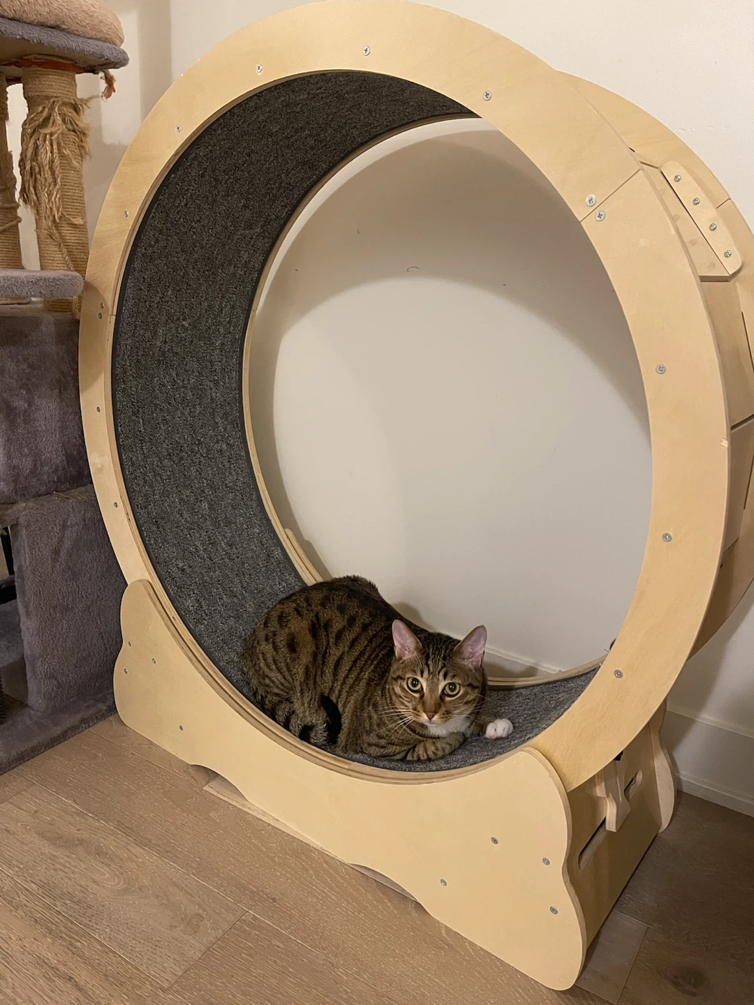 Cat Exercise Wheel - photo 2