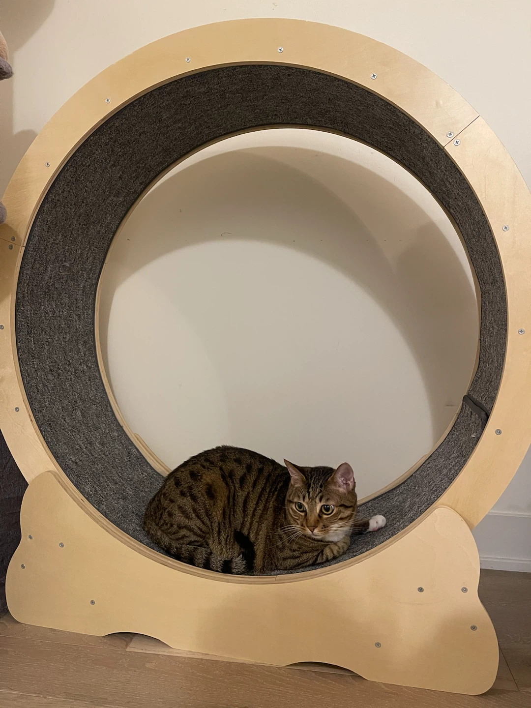 Cat Exercise Wheel - photo 3