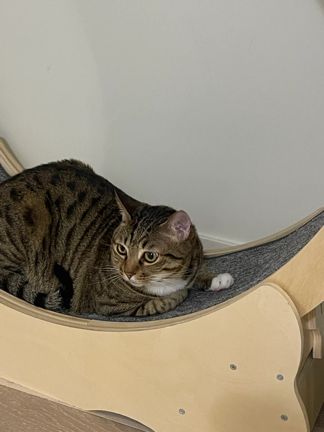 Cat Exercise Wheel - photo 4