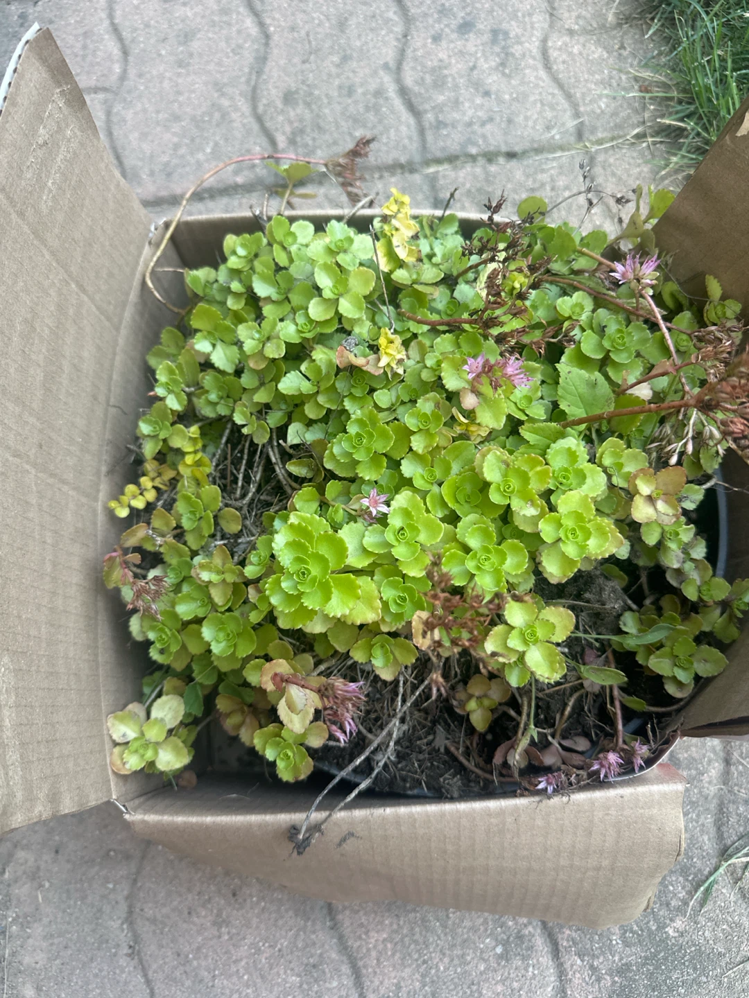 Sedum plants