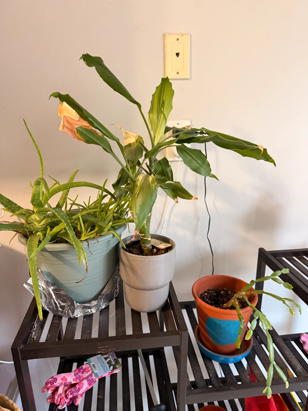 Plant