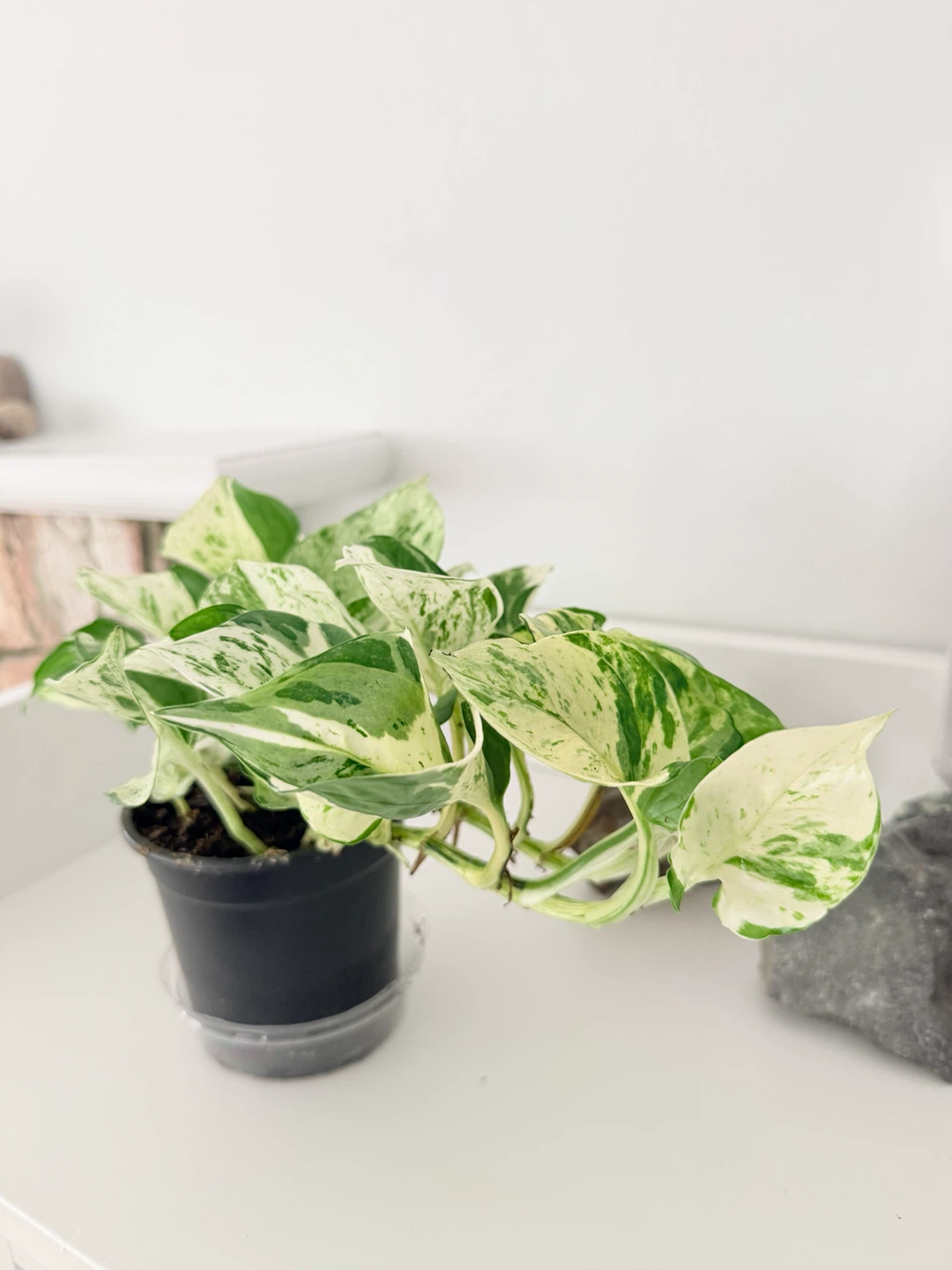 Manjula Pothos Houseplant 🌿