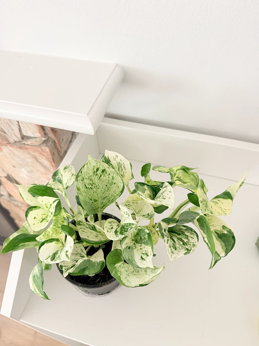 Manjula Pothos Houseplant 🌿 - photo 2
