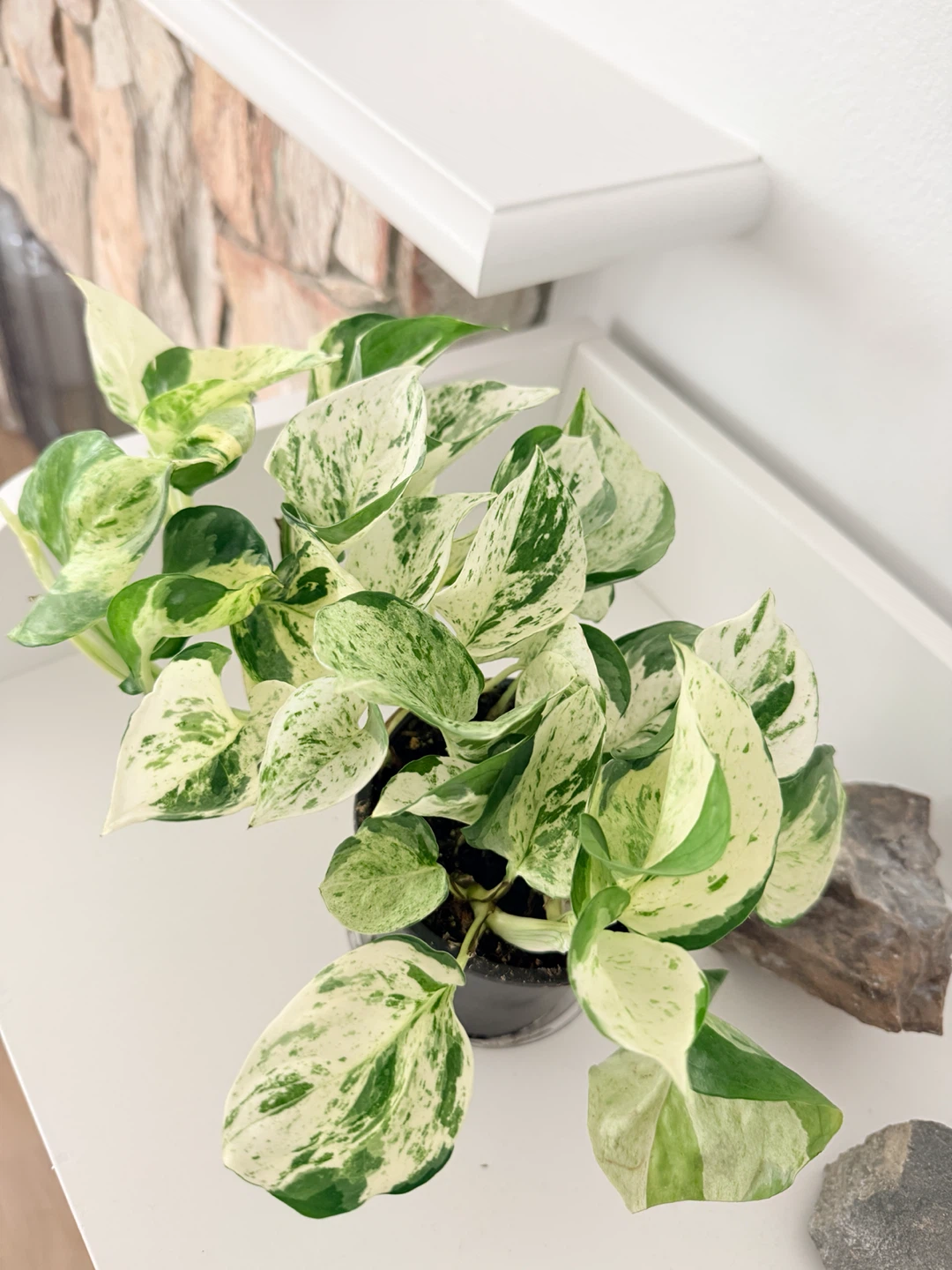 Manjula Pothos Houseplant 🌿 - photo 3