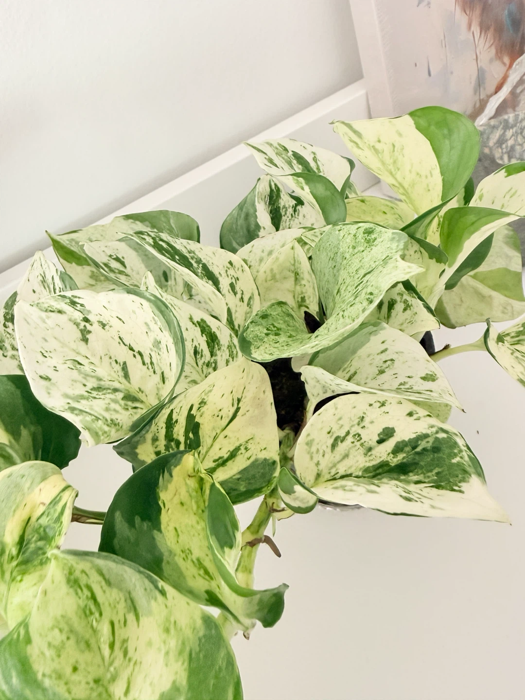 Manjula Pothos Houseplant 🌿 - photo 4