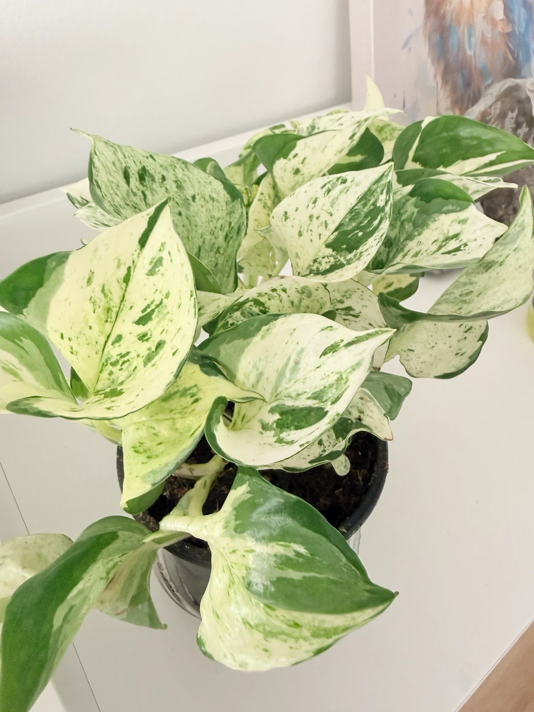 Manjula Pothos Houseplant 🌿 - photo 5