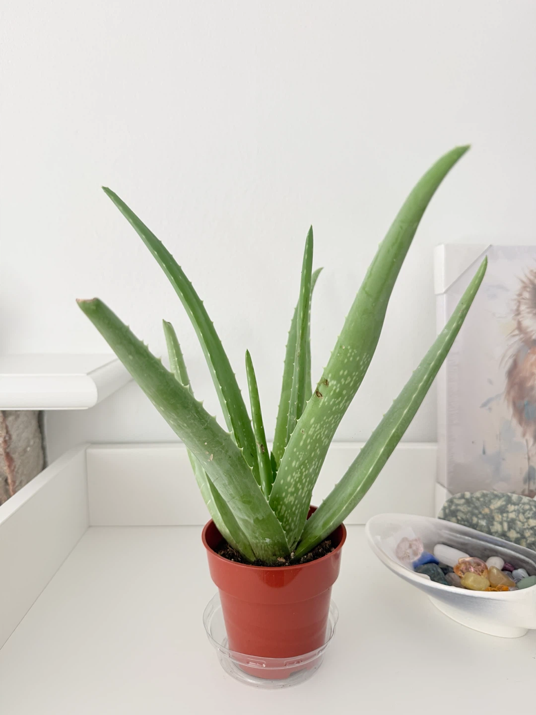 Healthy Aloe Vera🪴｜Low maintenance Houseplant