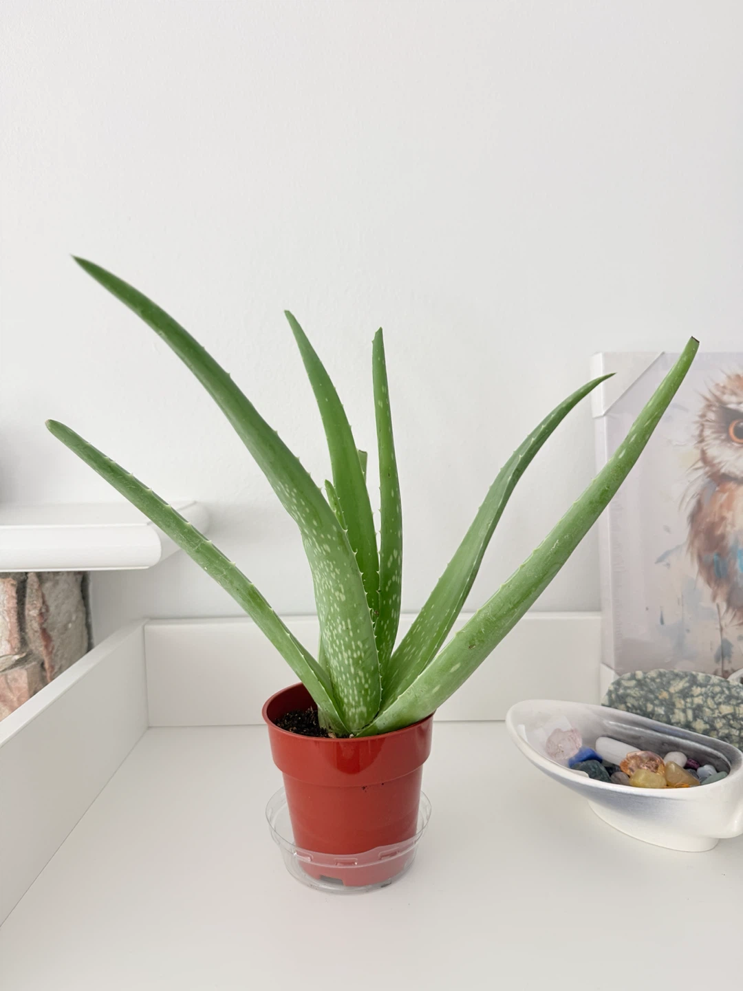 Healthy Aloe Vera🪴｜Low maintenance Houseplant - photo 2