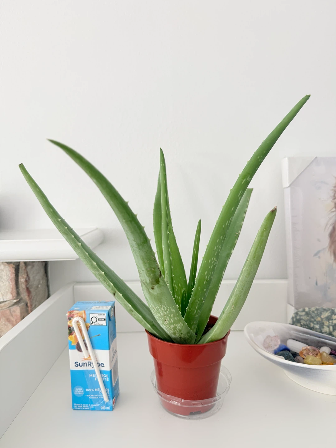 Healthy Aloe Vera🪴｜Low maintenance Houseplant - photo 3