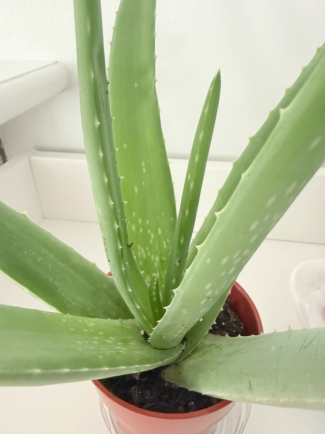 Healthy Aloe Vera🪴｜Low maintenance Houseplant - photo 4