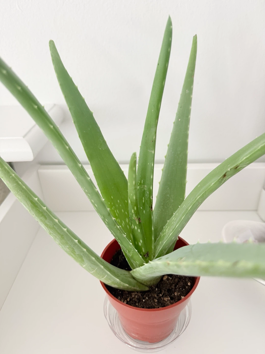 Healthy Aloe Vera🪴｜Low maintenance Houseplant - photo 5