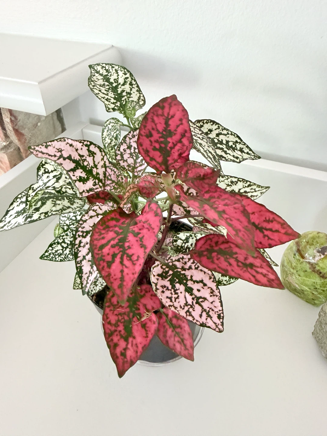 🌸 Multicolor Polka Dot Plant (Hypoestes phyllostachya)