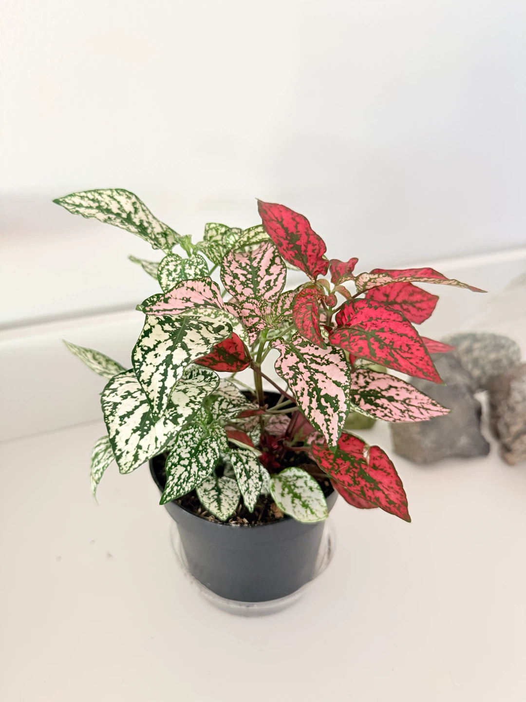 🌸 Multicolor Polka Dot Plant (Hypoestes phyllostachya) - photo 2