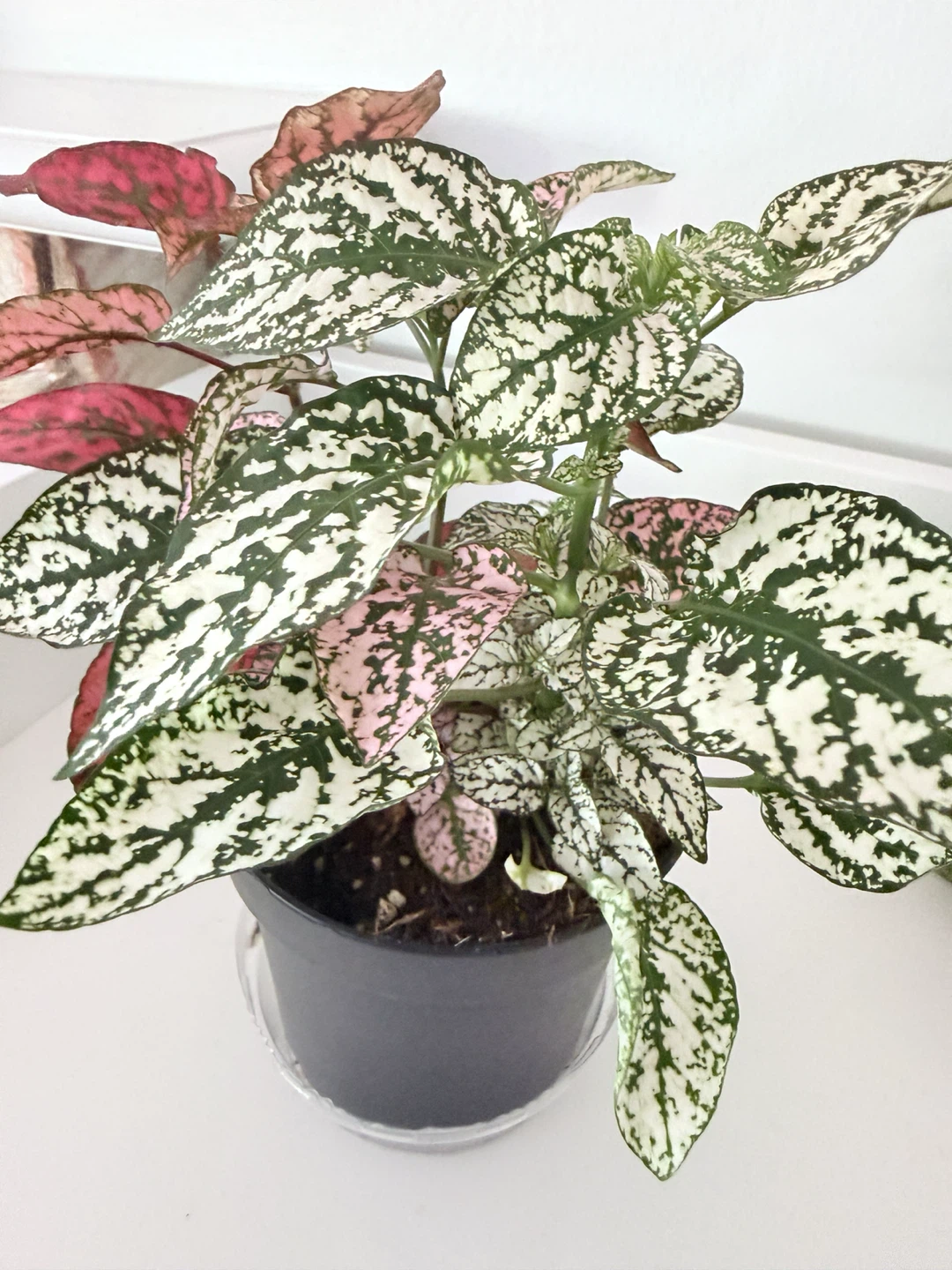 🌸 Multicolor Polka Dot Plant (Hypoestes phyllostachya) - photo 3