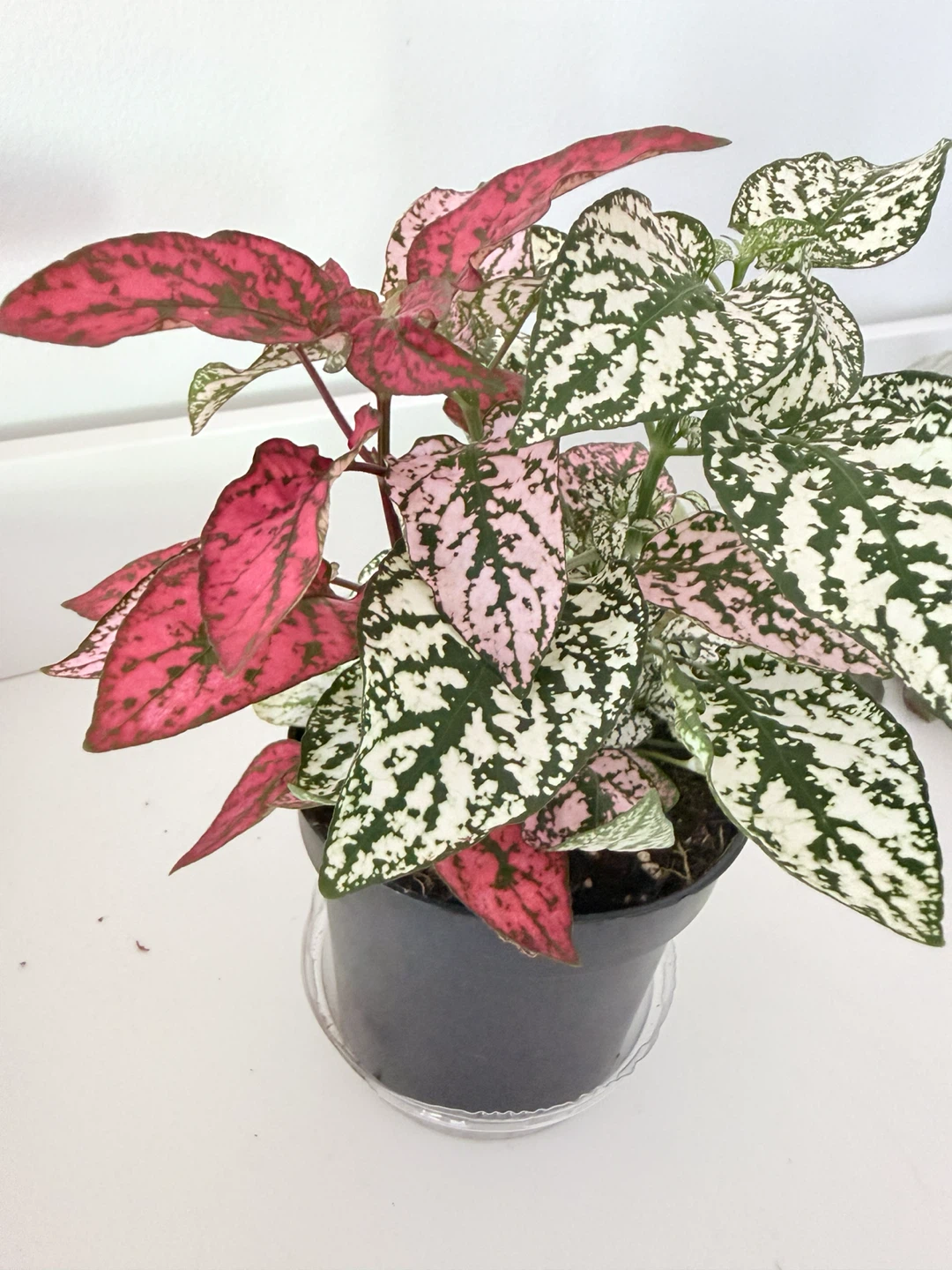 🌸 Multicolor Polka Dot Plant (Hypoestes phyllostachya) - photo 4