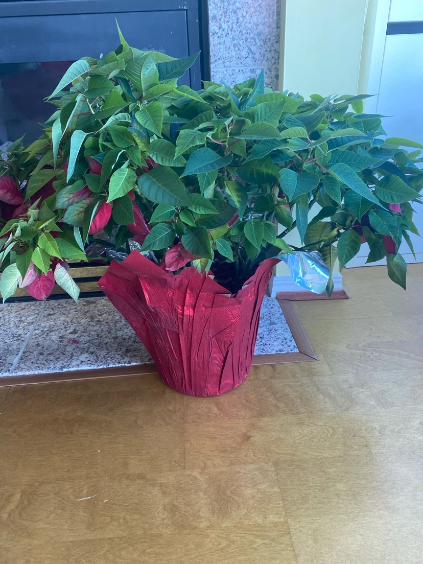 Potted Poinsettia Plant