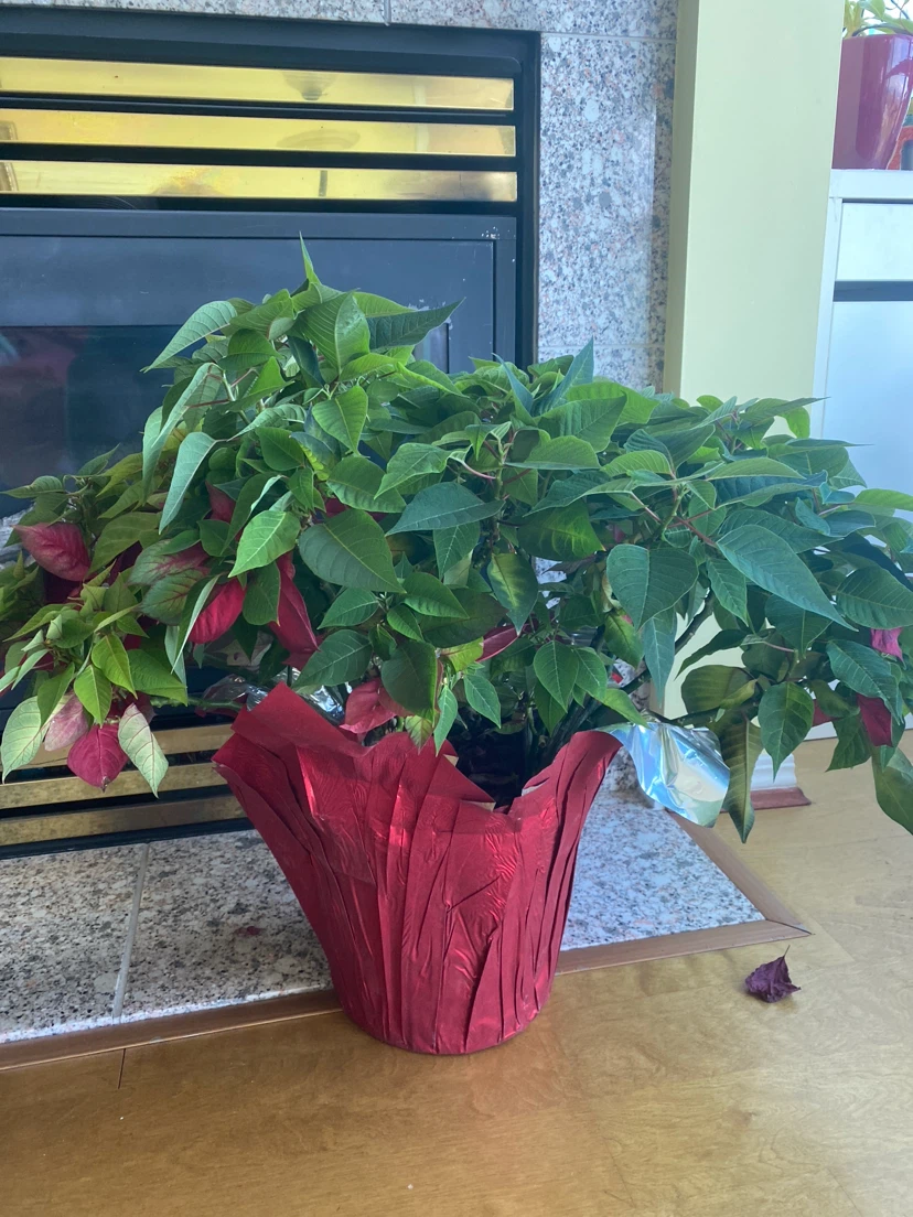 Potted Poinsettia Plant - photo 2
