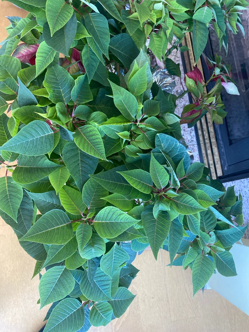 Potted Poinsettia Plant - photo 3