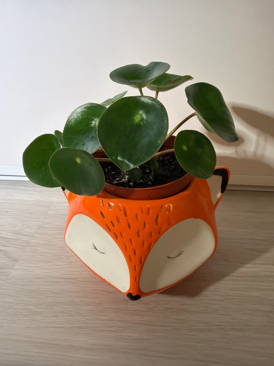 Raindrop Peperomia in Streamline Ceramic Fox Pot