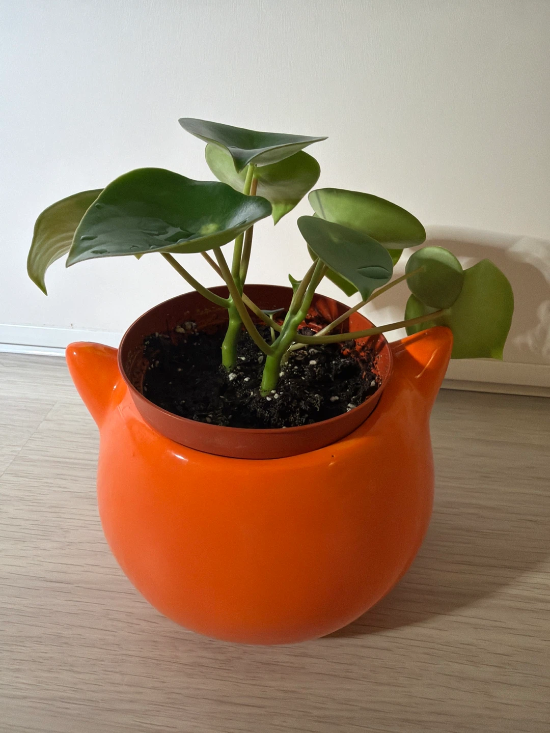 Raindrop Peperomia in Streamline Ceramic Fox Pot - photo 2
