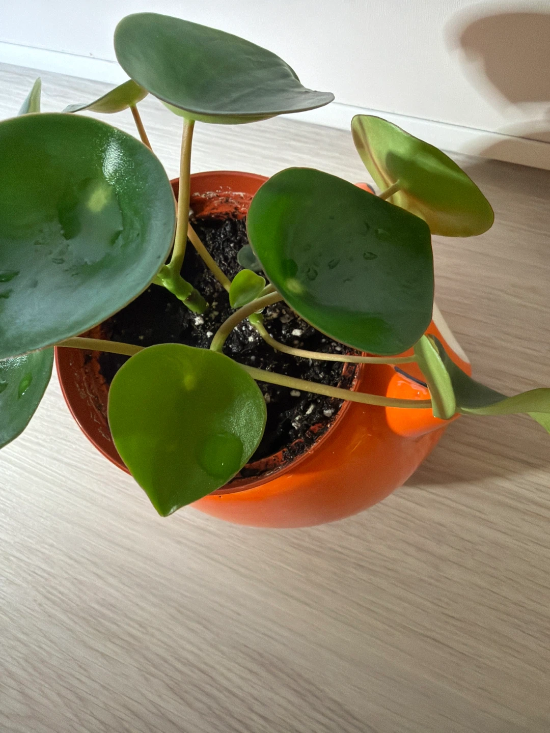 Raindrop Peperomia in Streamline Ceramic Fox Pot - photo 3