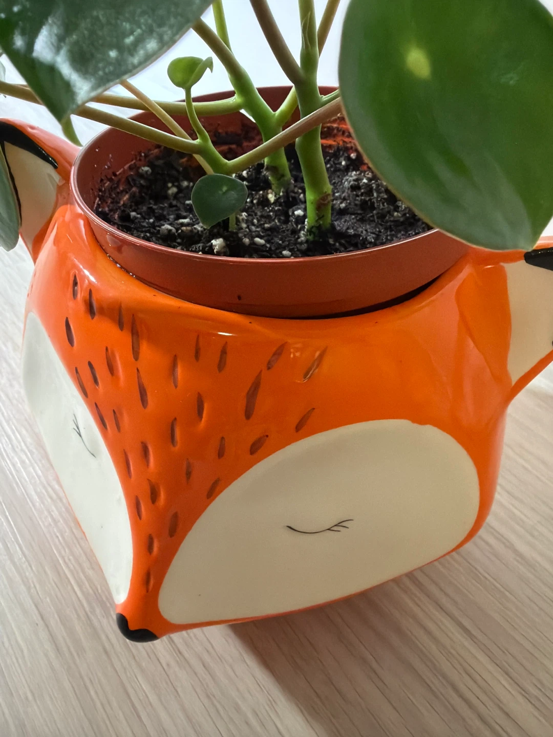 Raindrop Peperomia in Streamline Ceramic Fox Pot - photo 4