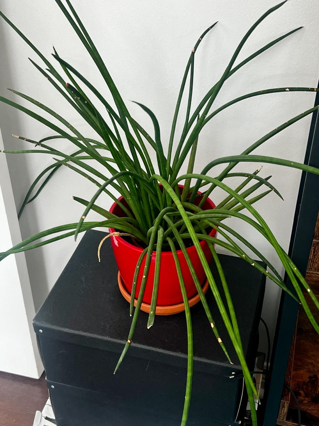 Snake Plant in Red Pot