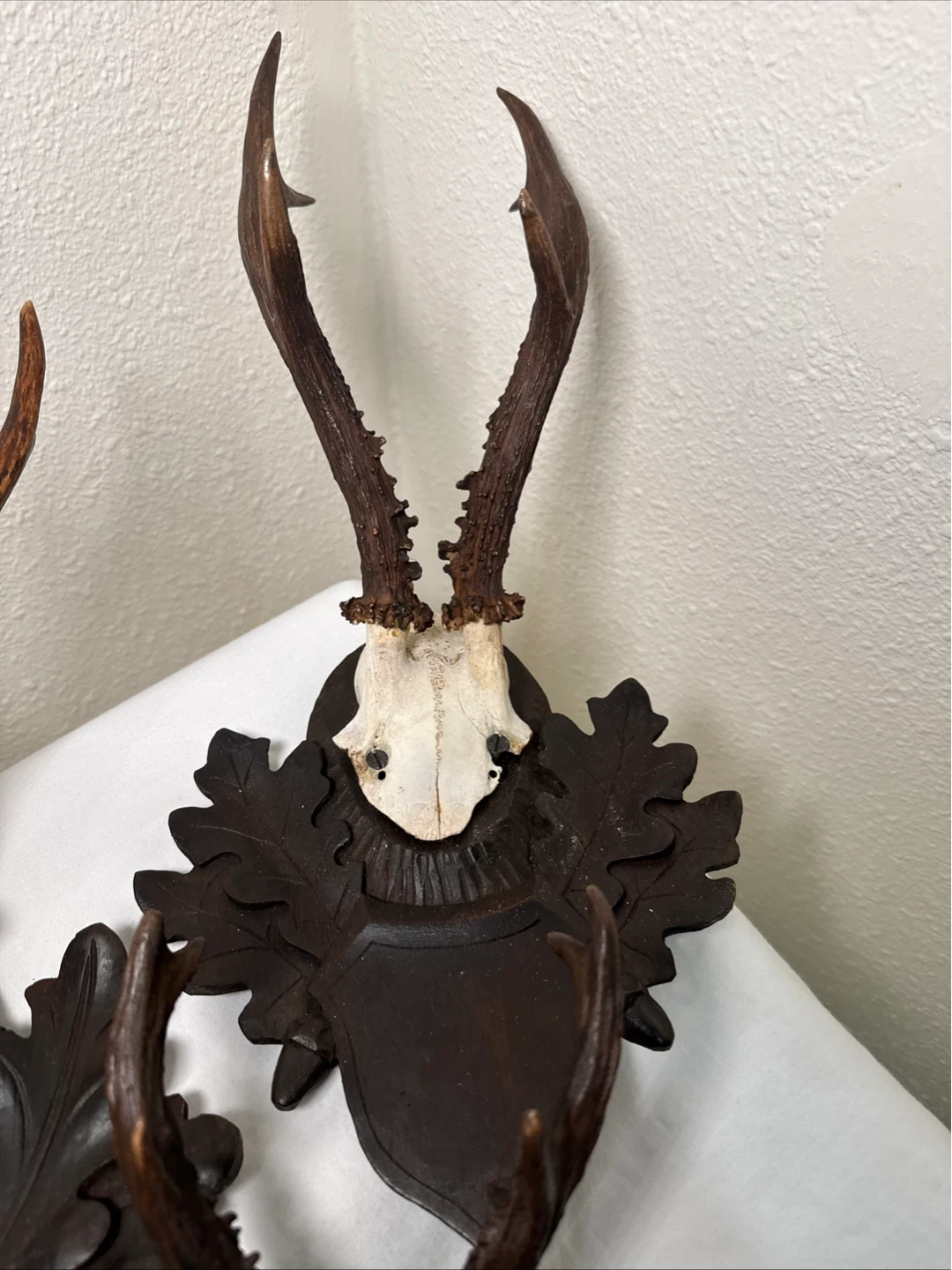 Vintage Taxidermy Deer Antlers with Carved Wood Mount - photo 3