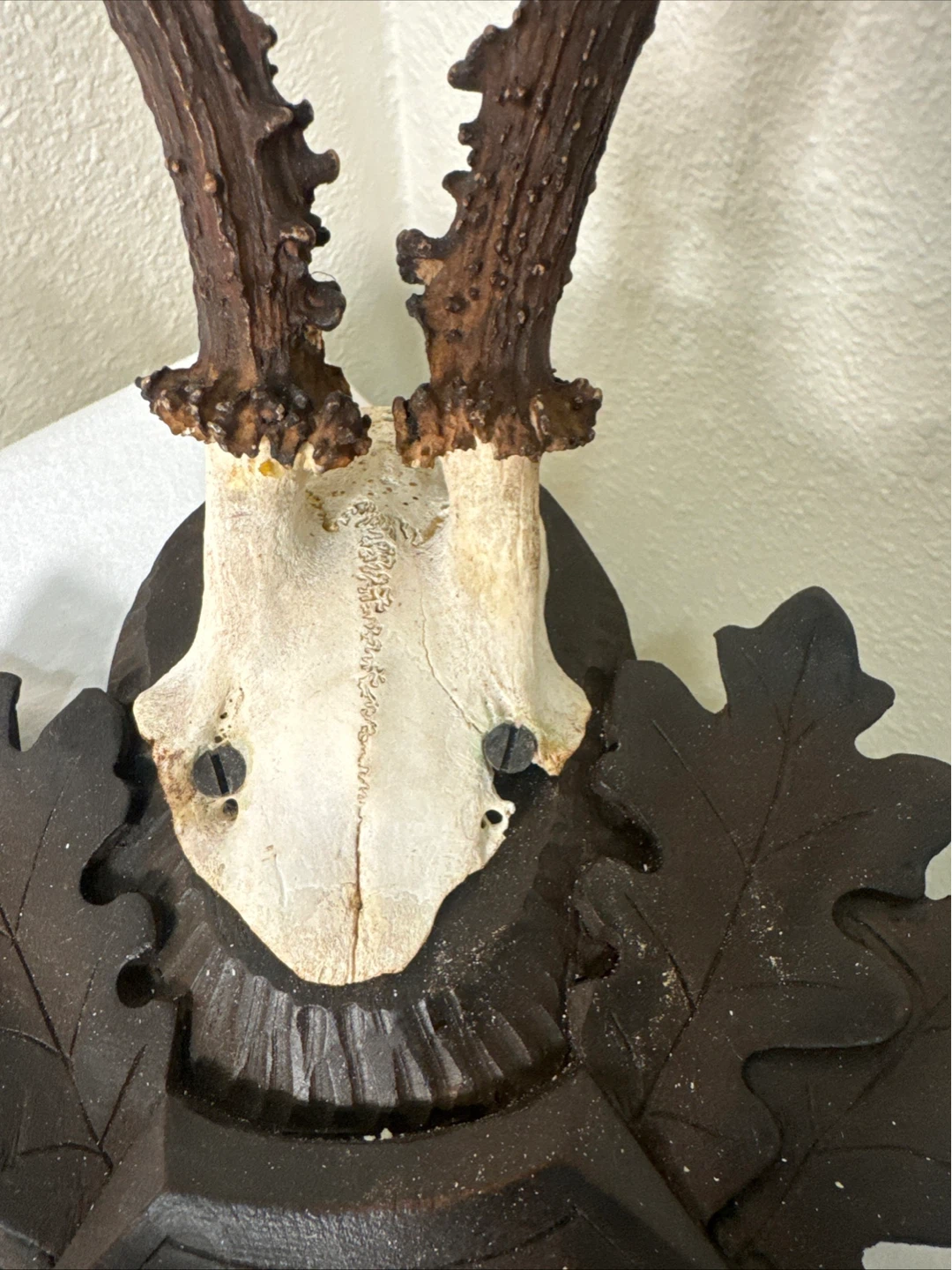 Vintage Taxidermy Deer Antlers with Carved Wood Mount - photo 5