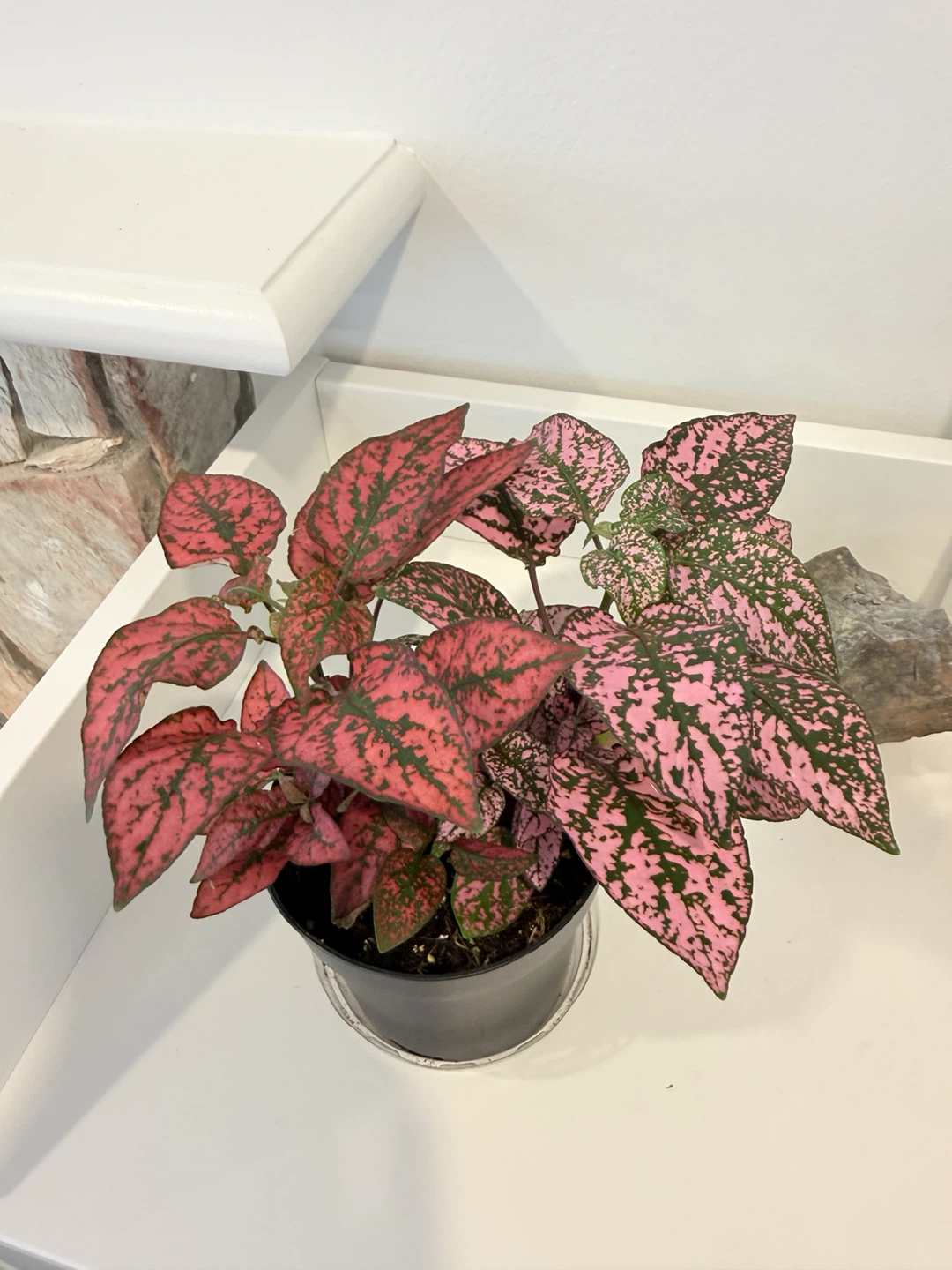 🌸Polka Dot Plant🌸 (Hypoestes phyllostachya)